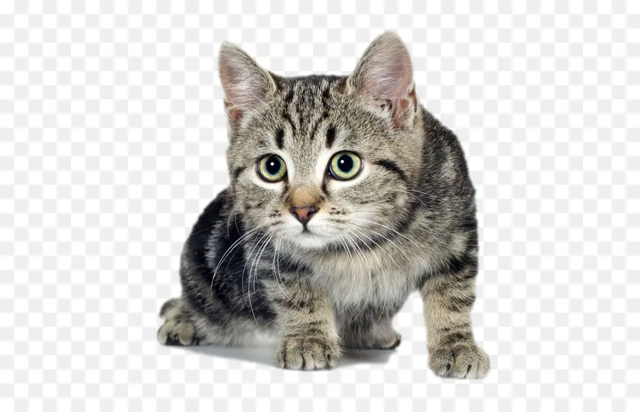 Милый котенок，кот PNG