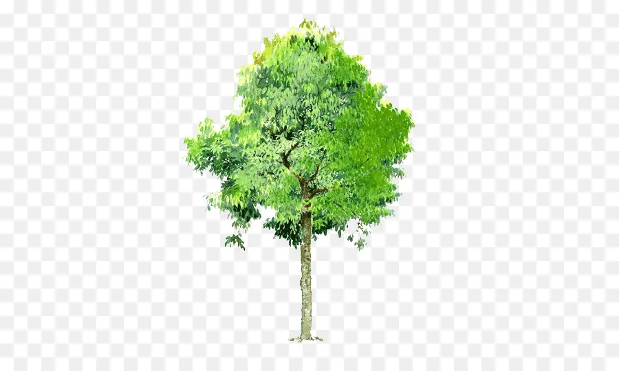 дерево，пейзаж PNG