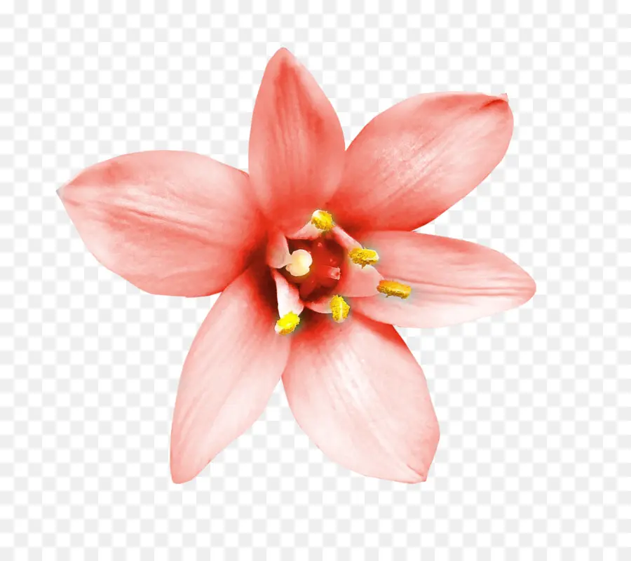 цветок，декоративно прикладное искусство PNG