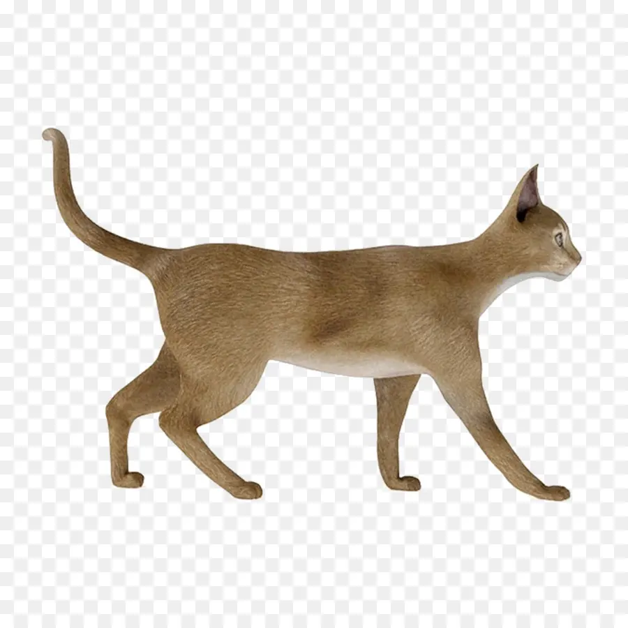 Кот，Домашний питомец PNG