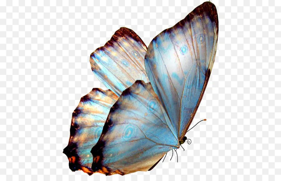 бабочка，Грета ото PNG