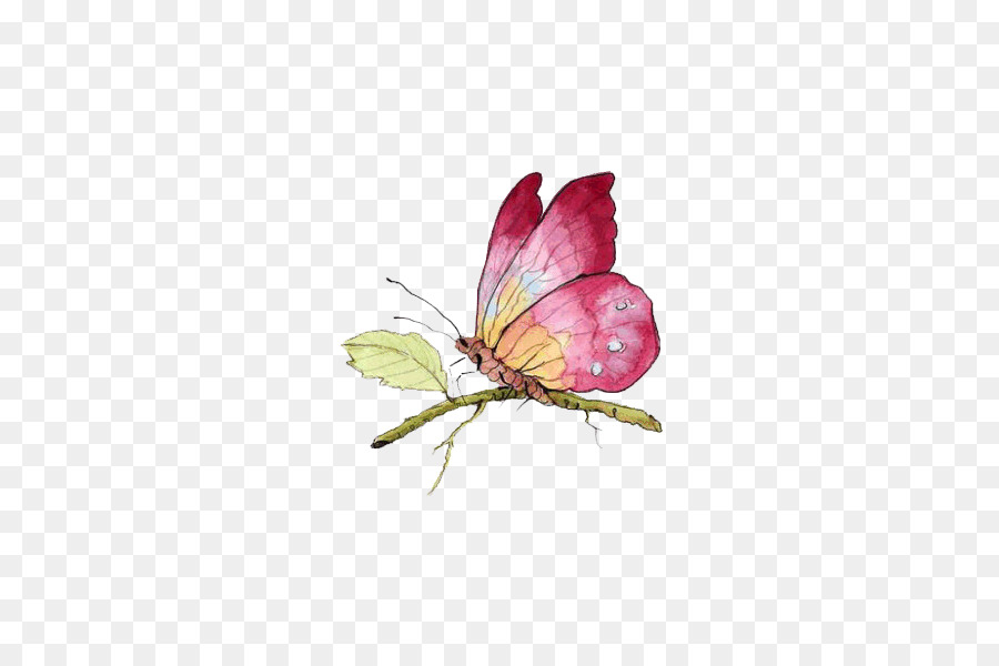 бабочка，женщина PNG