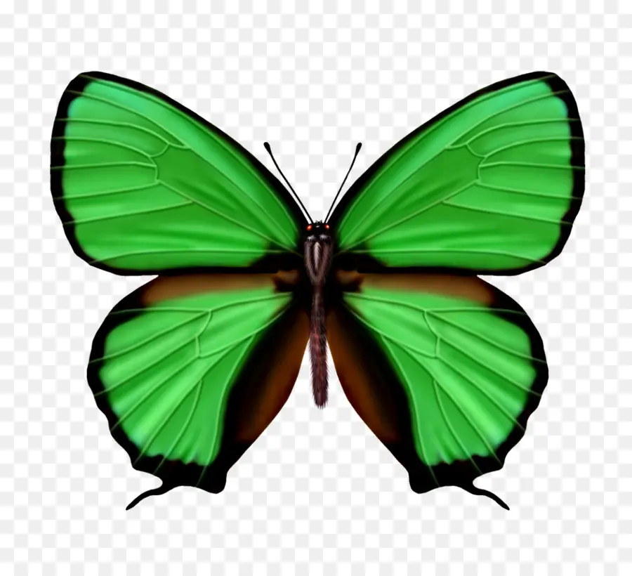бабочка，зеленый PNG