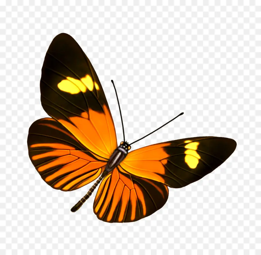бабочка，растровая графика PNG