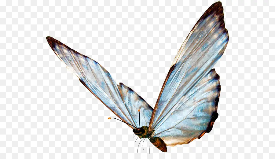 бабочка，наклейка PNG
