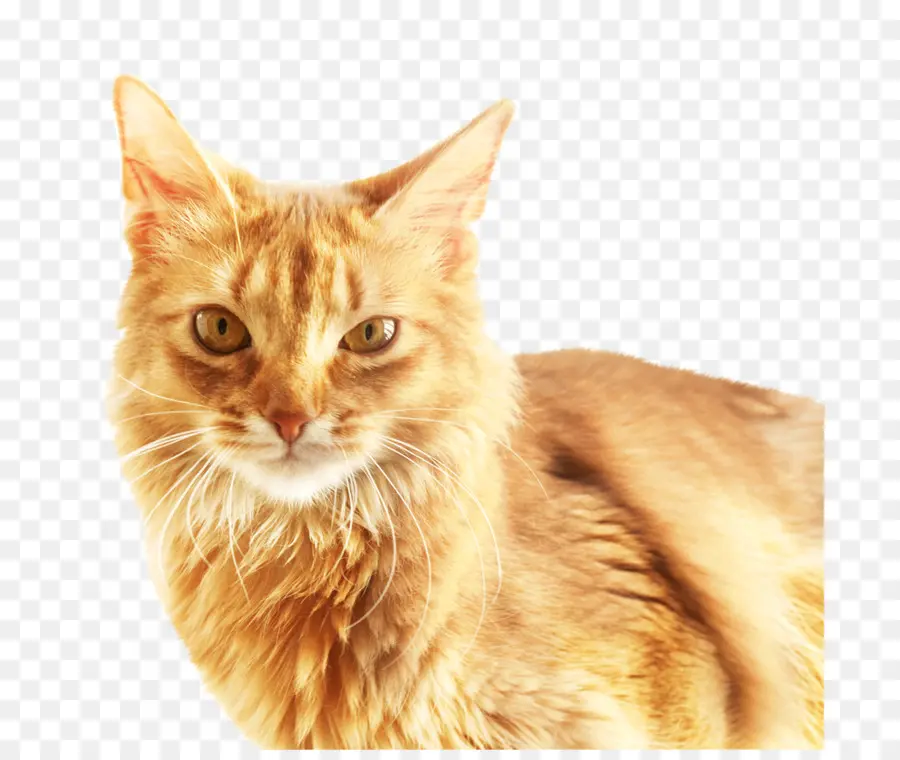 оранжевый кот，кошачий PNG