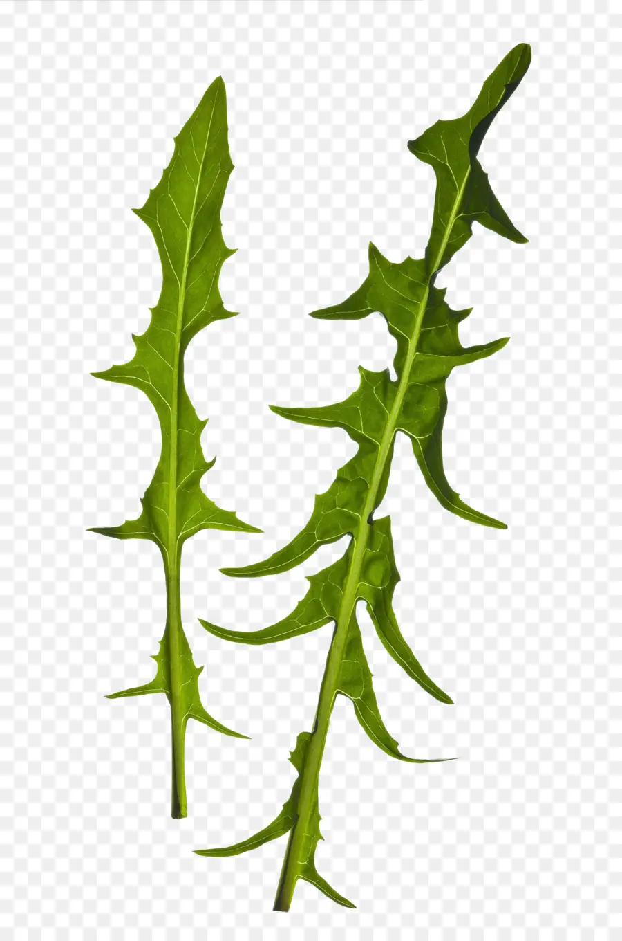 листовой овощ，лист PNG