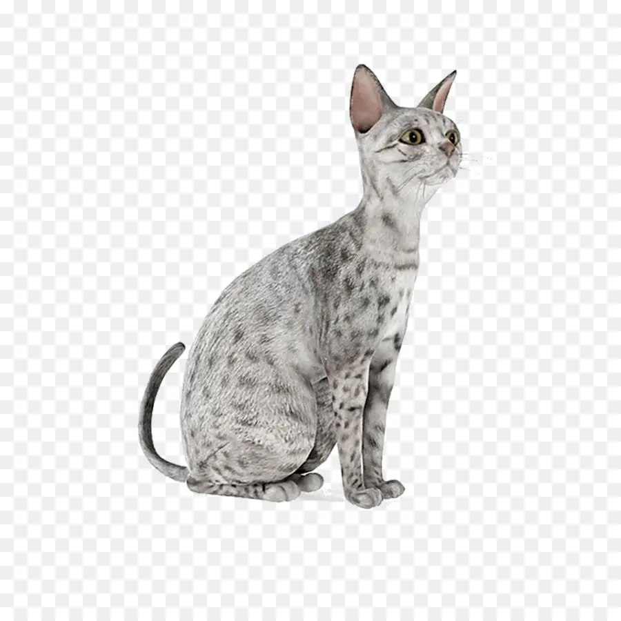кошка，3d моделирование PNG