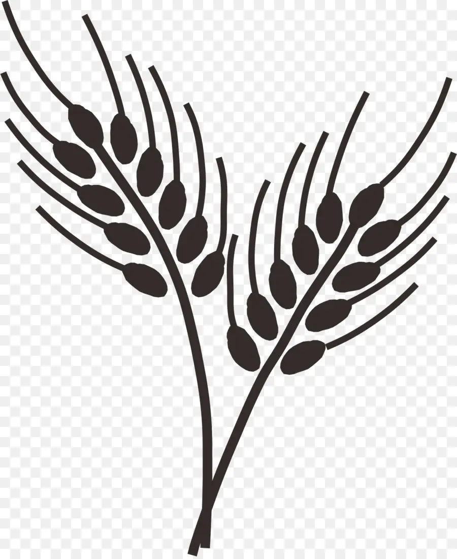 общие пшеницы，рисунок PNG