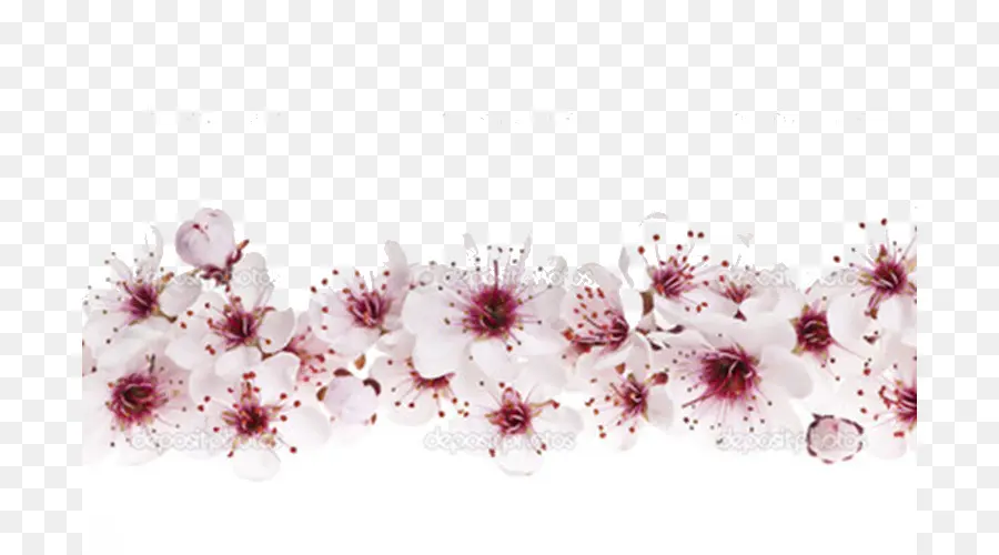 Cherry Blossom，Blossom PNG
