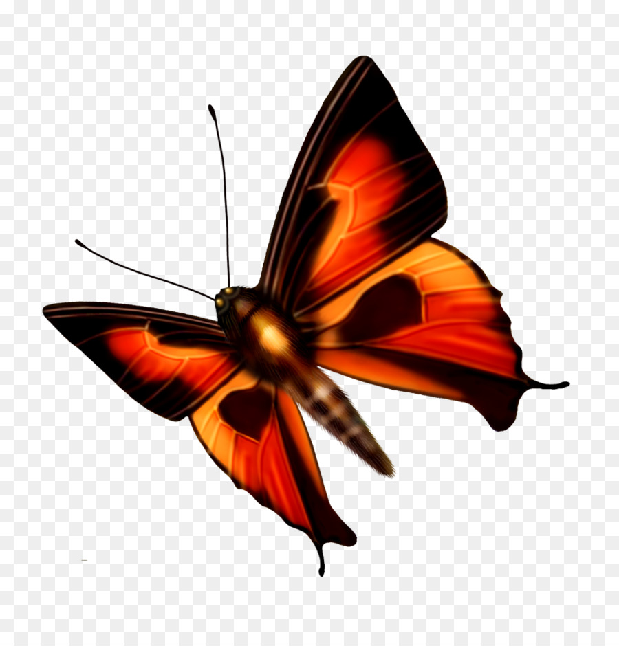 бабочка，Стрекоза PNG