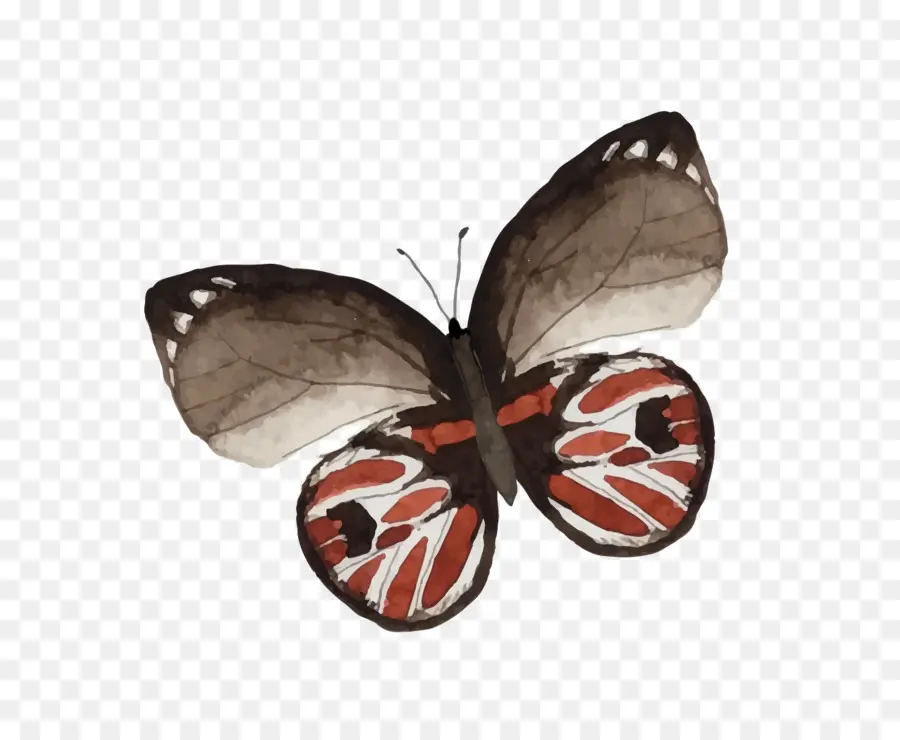 бабочка，живопись PNG