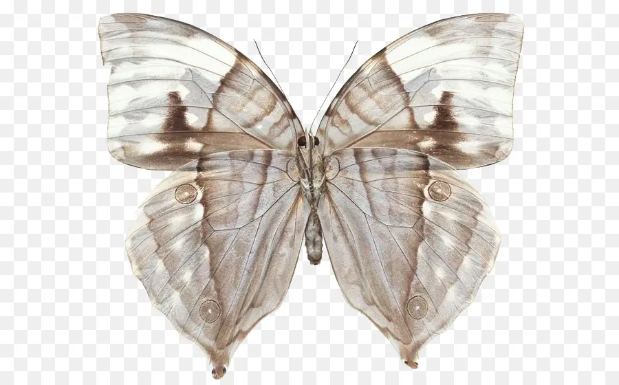 бумага，бабочка PNG