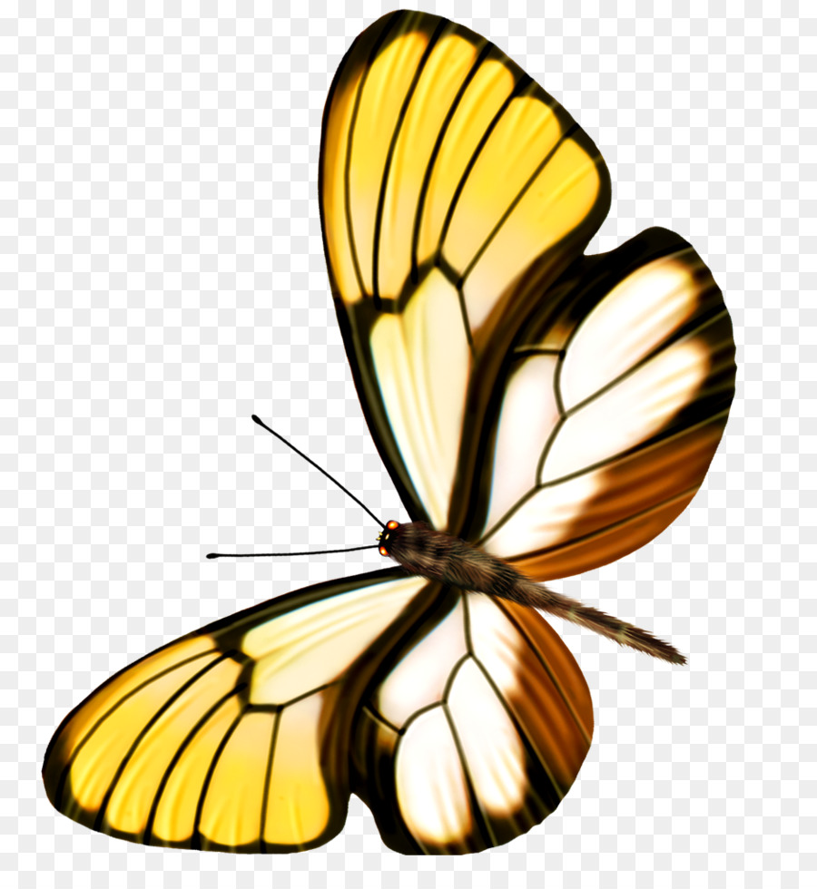 бабочка，прозрачность и полупрозрачность PNG