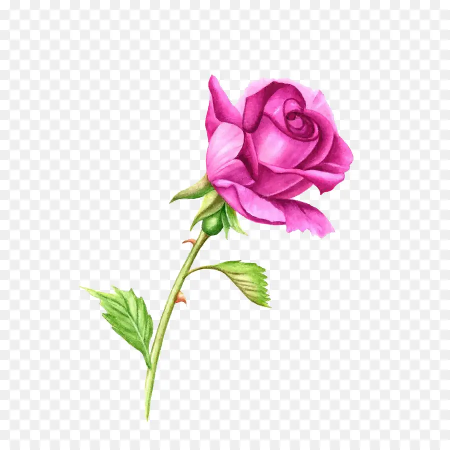 роза，стебель растения PNG