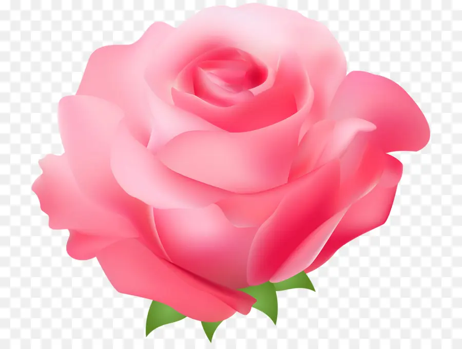 роза，розовый PNG