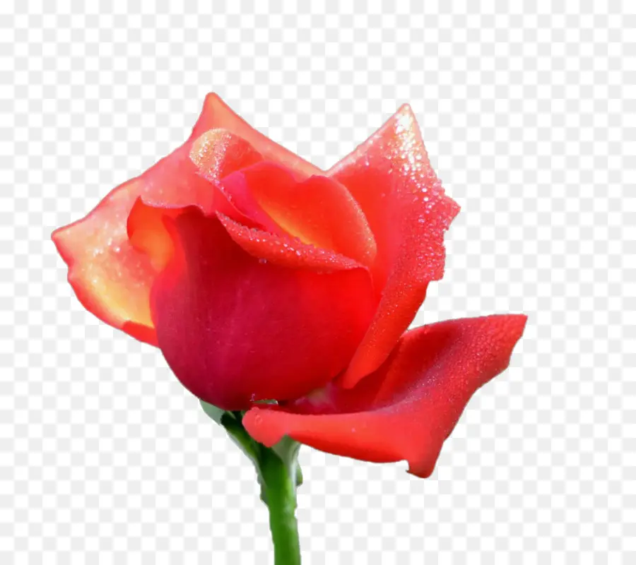 роза китайская，сад роз PNG