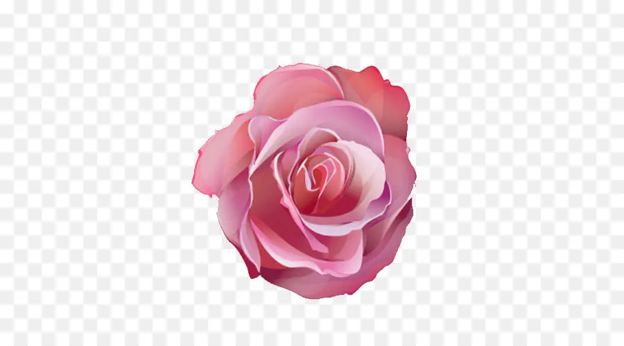розы сентифолии，розовый PNG