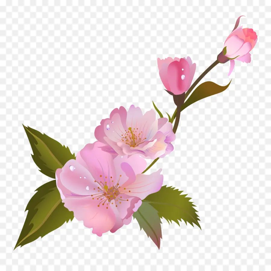 розы сентифолии，по прежнему жизни розовых роз PNG