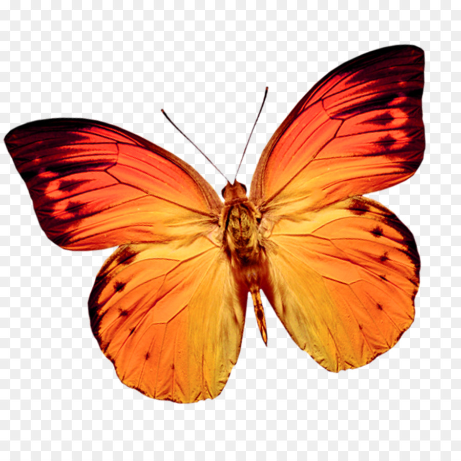 бабочка，веб браузер PNG