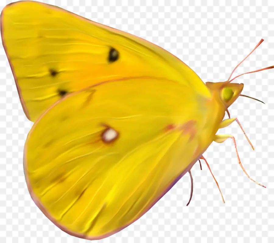 бабочка，бумага PNG