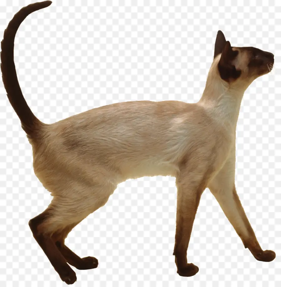 сиамская кошка，Восточная короткошерстная PNG