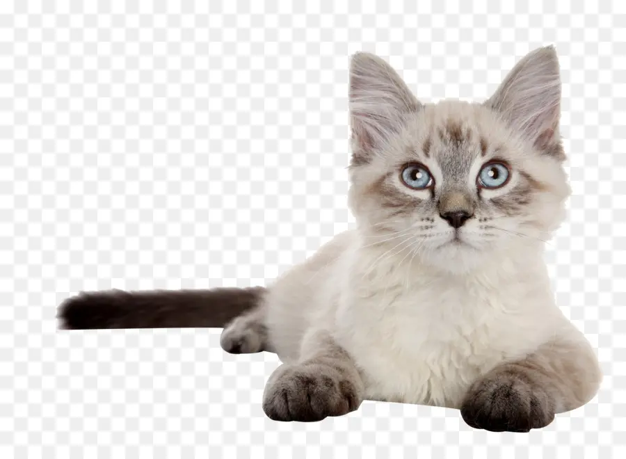 Сибирская кошка，сиамская кошка PNG