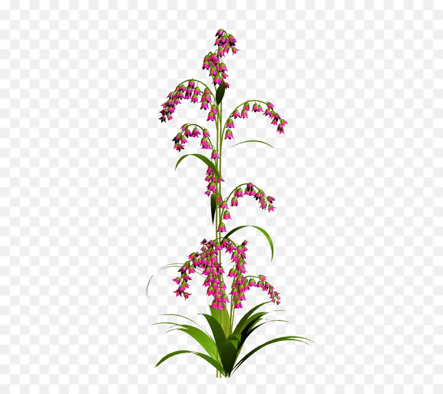 цветок，акварельная живопись PNG