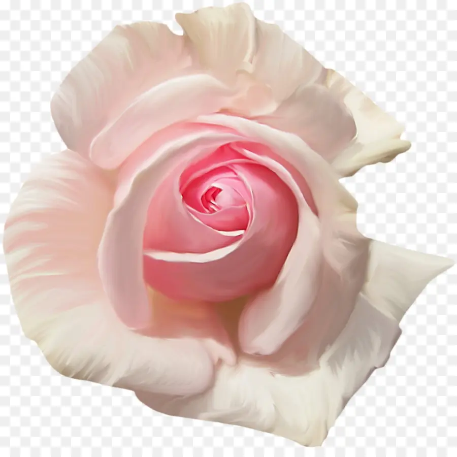 сад роз，розы сентифолии PNG