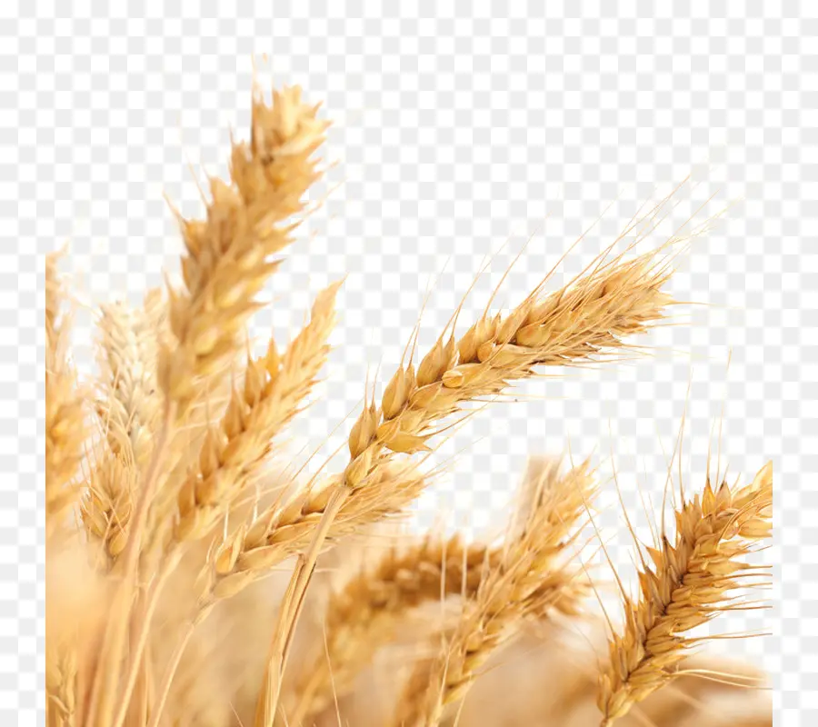 общие пшеницы，аллергия на пшеницу PNG