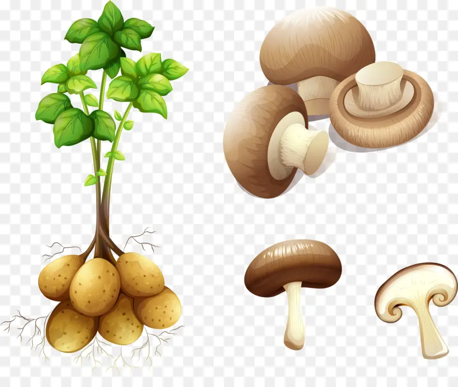 картофель，стебель растения PNG