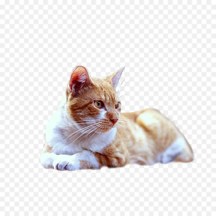 оранжевый кот，кошачий PNG