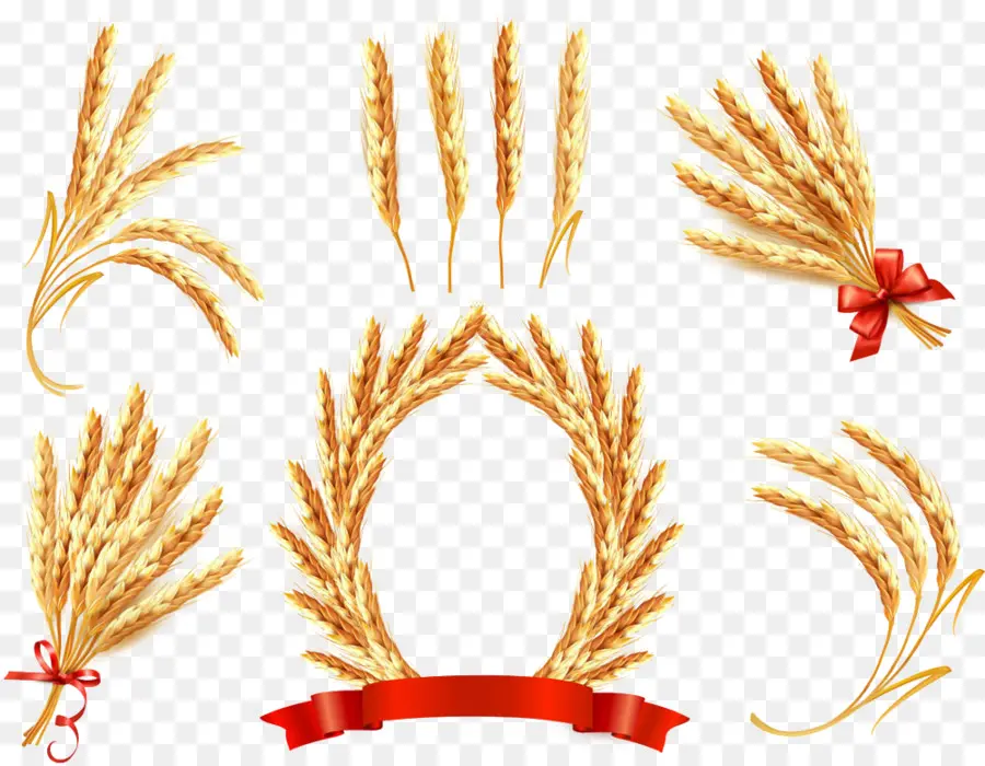 ухо，пшеницы PNG