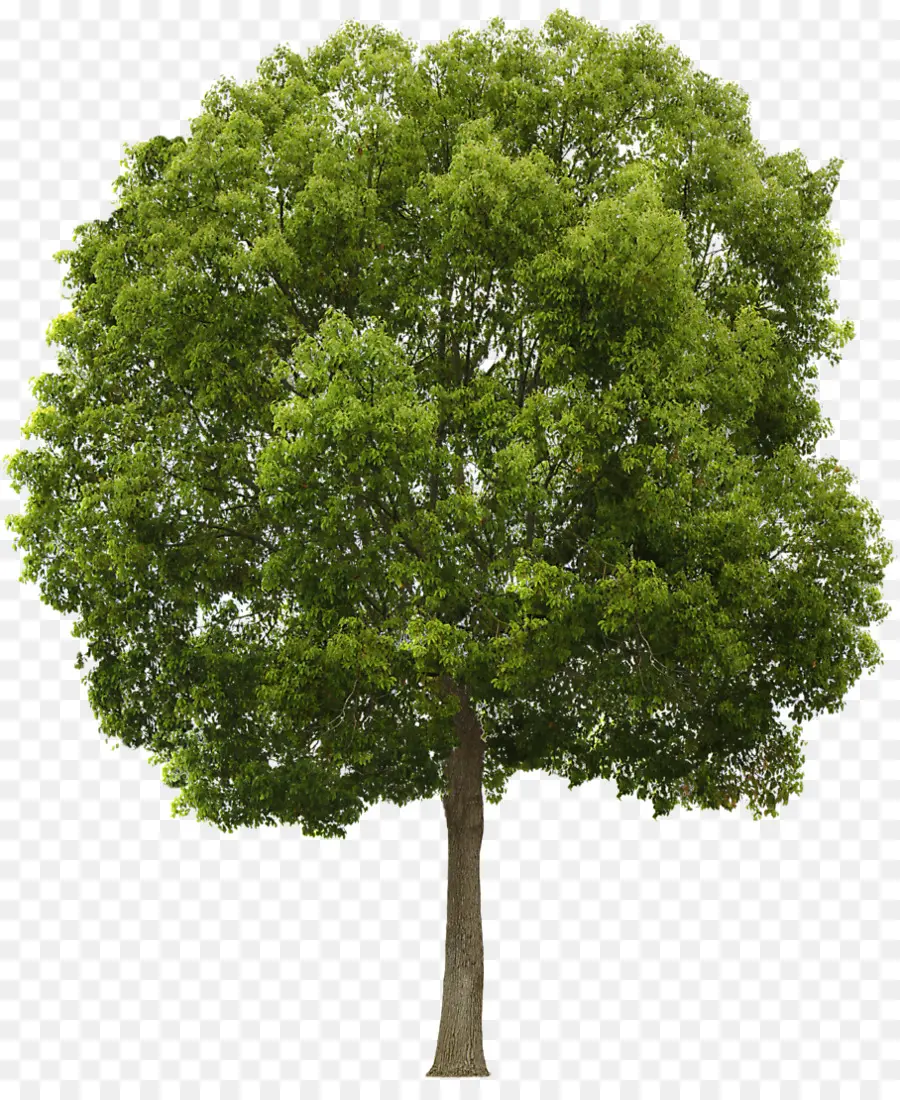дерево，наклейка PNG