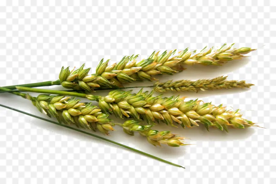 пшеницы，зеленый PNG