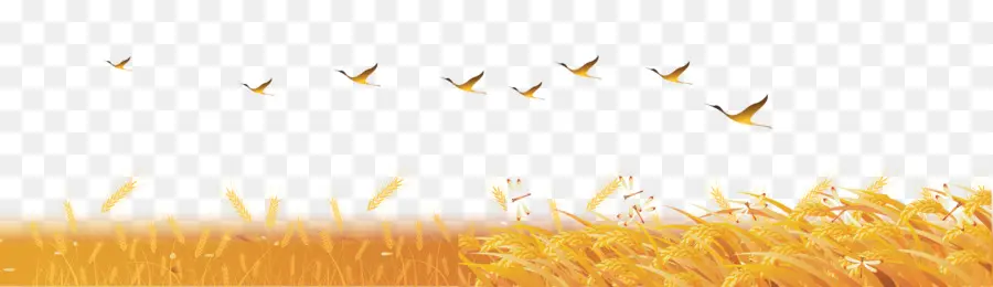 пшеницы，небо PNG