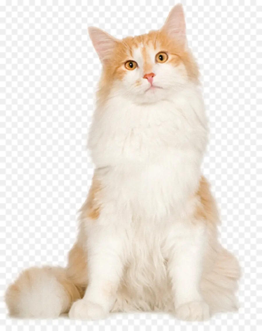 норвежская Лесная кошка，Сибирская кошка PNG