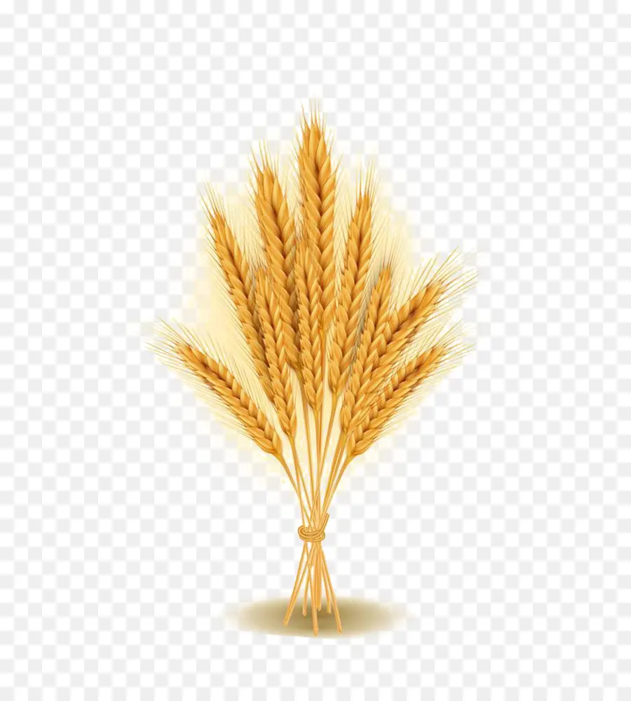 пшеницы，сельское хозяйство PNG