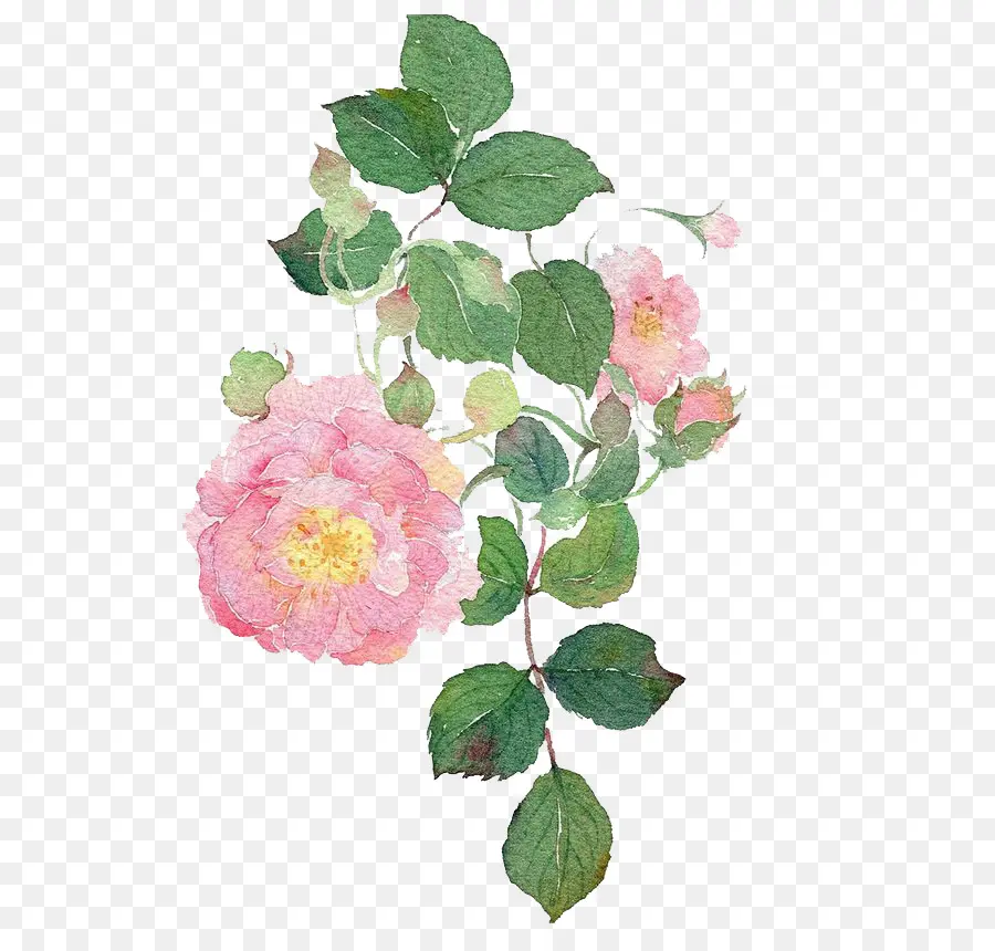 сад роз，акварельные цветы PNG