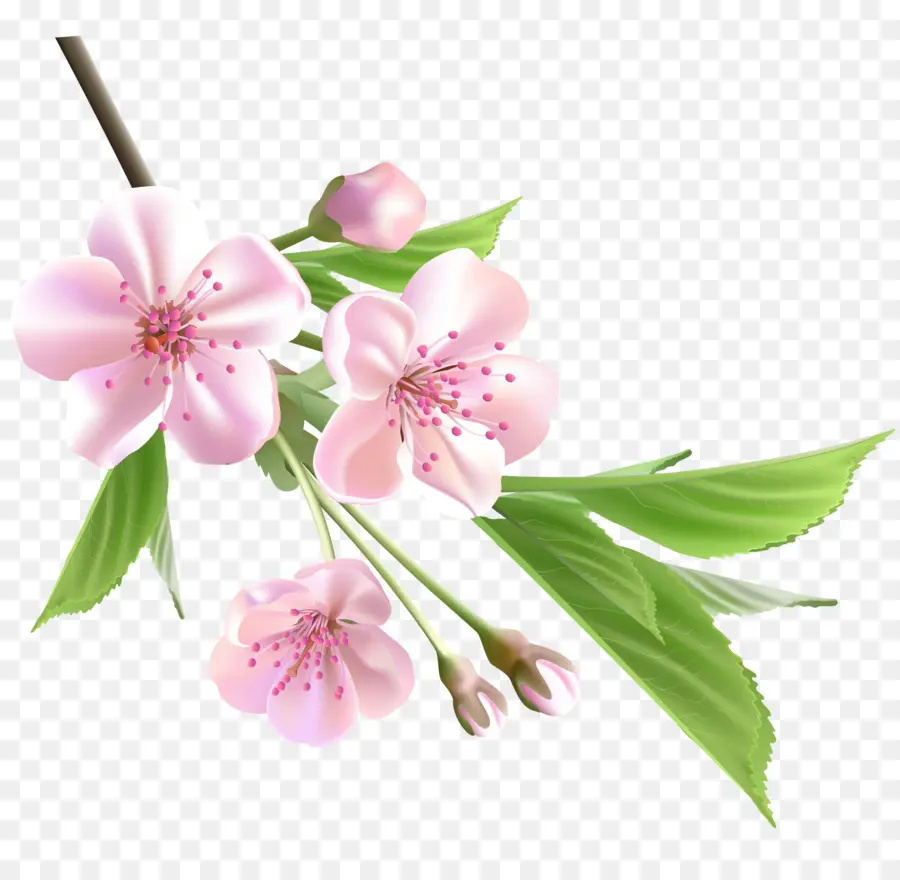 цветок，дерево PNG
