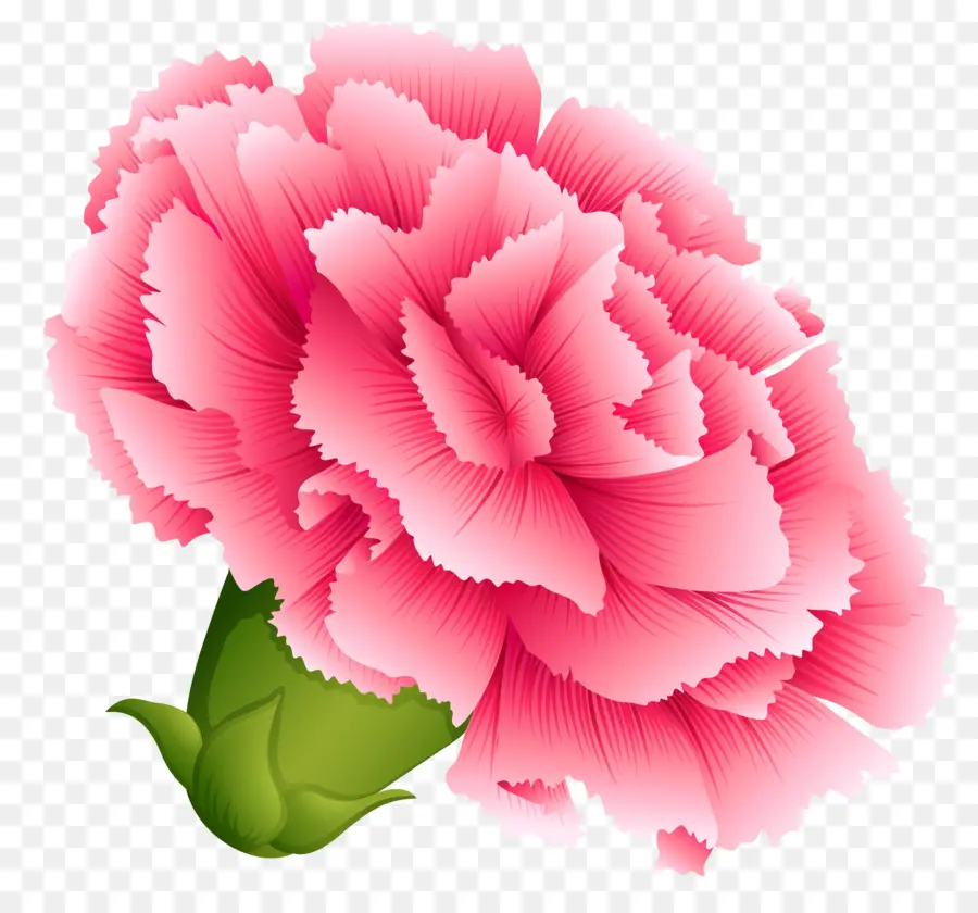 гвоздика，розовые цветы PNG