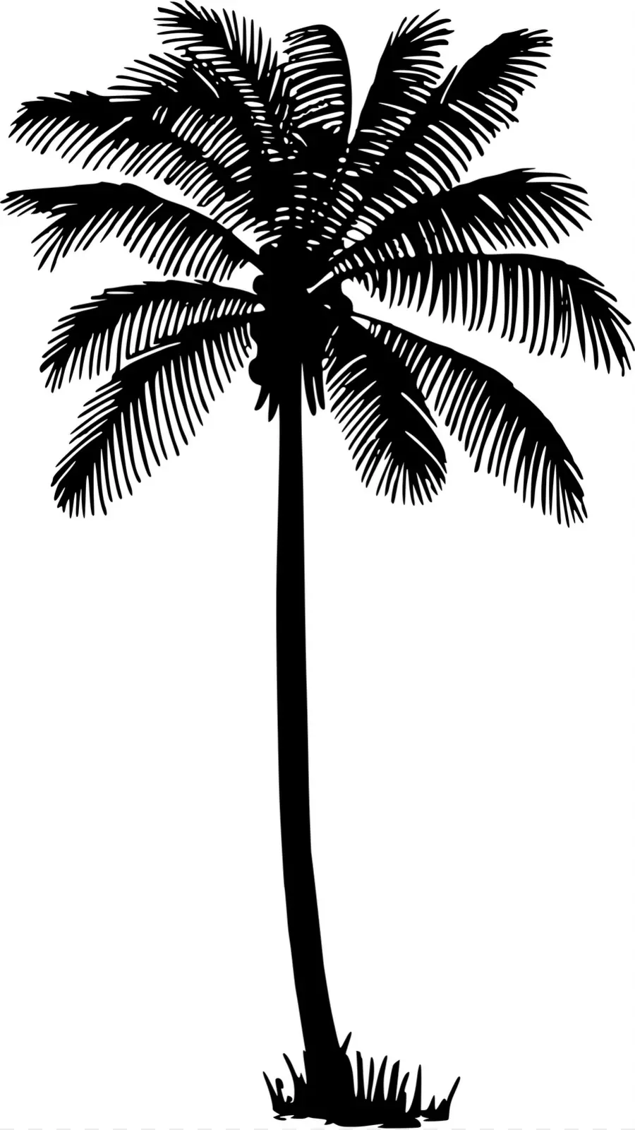 кокосовое，рисунок PNG