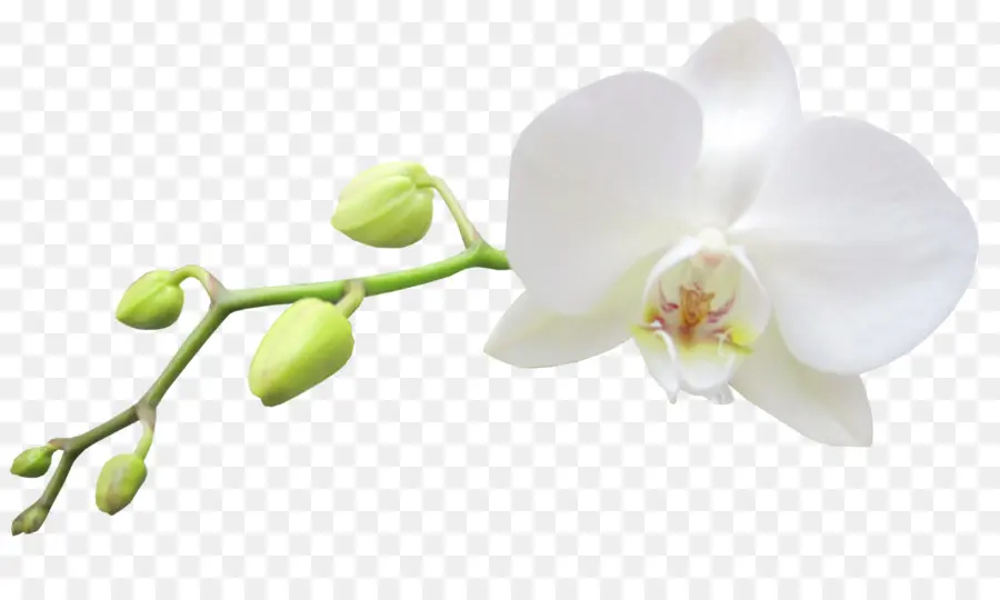 Yoworld，орхидеи PNG