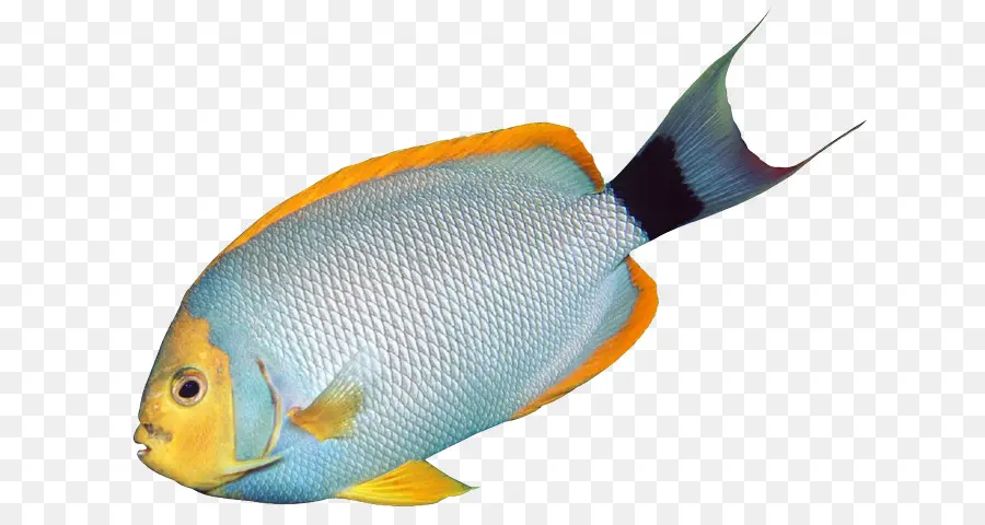 скалярии，рыбы PNG
