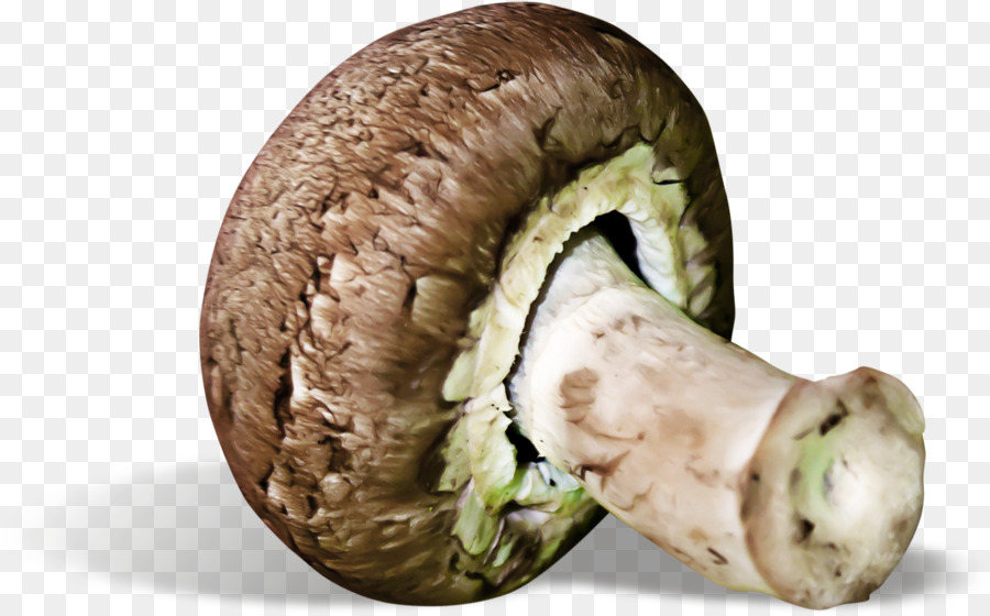 Agaricaceae，съедобный гриб PNG