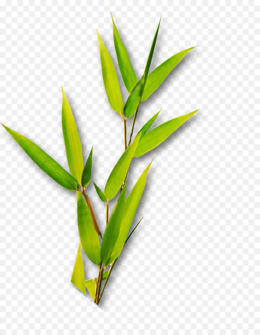 бамбук，лист PNG