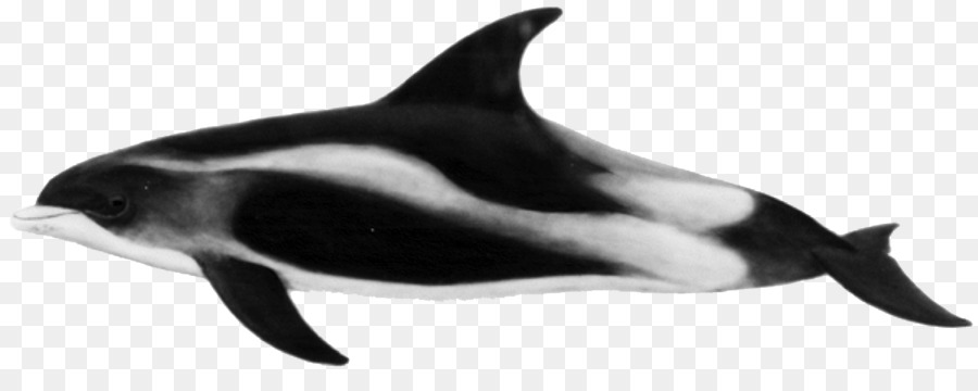 Roughtoothed Дельфин，общие Shortbeaked Дельфин PNG