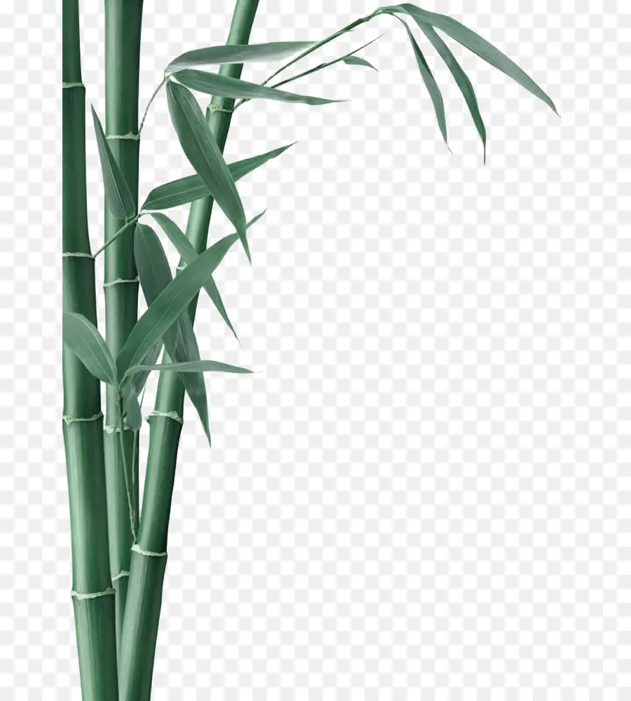 бамбук，бамбуковый уголь PNG
