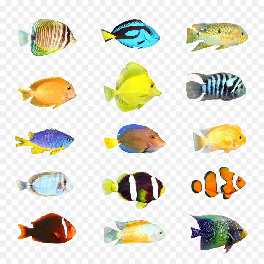 тропические рыбы，рыбы PNG