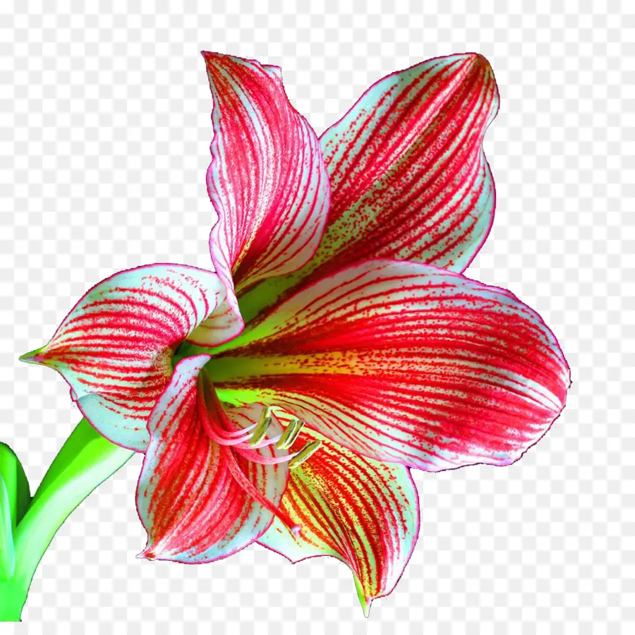лилиум，цветок PNG